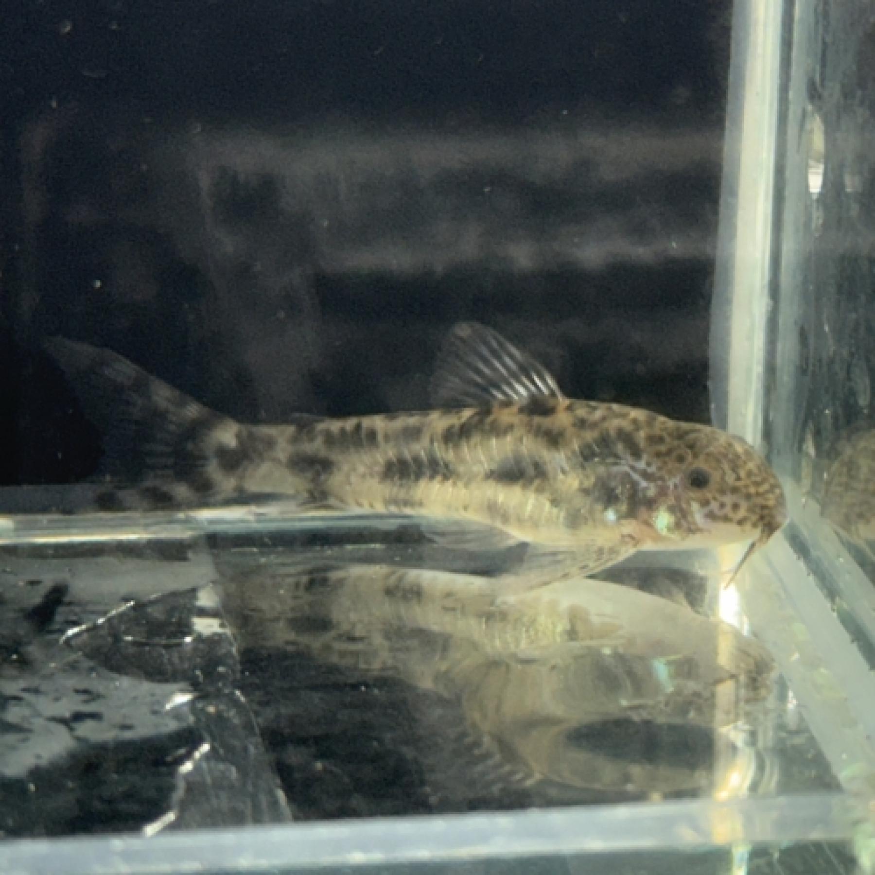 アスピドラスｓｐブラックライン（ＥＵブリード）