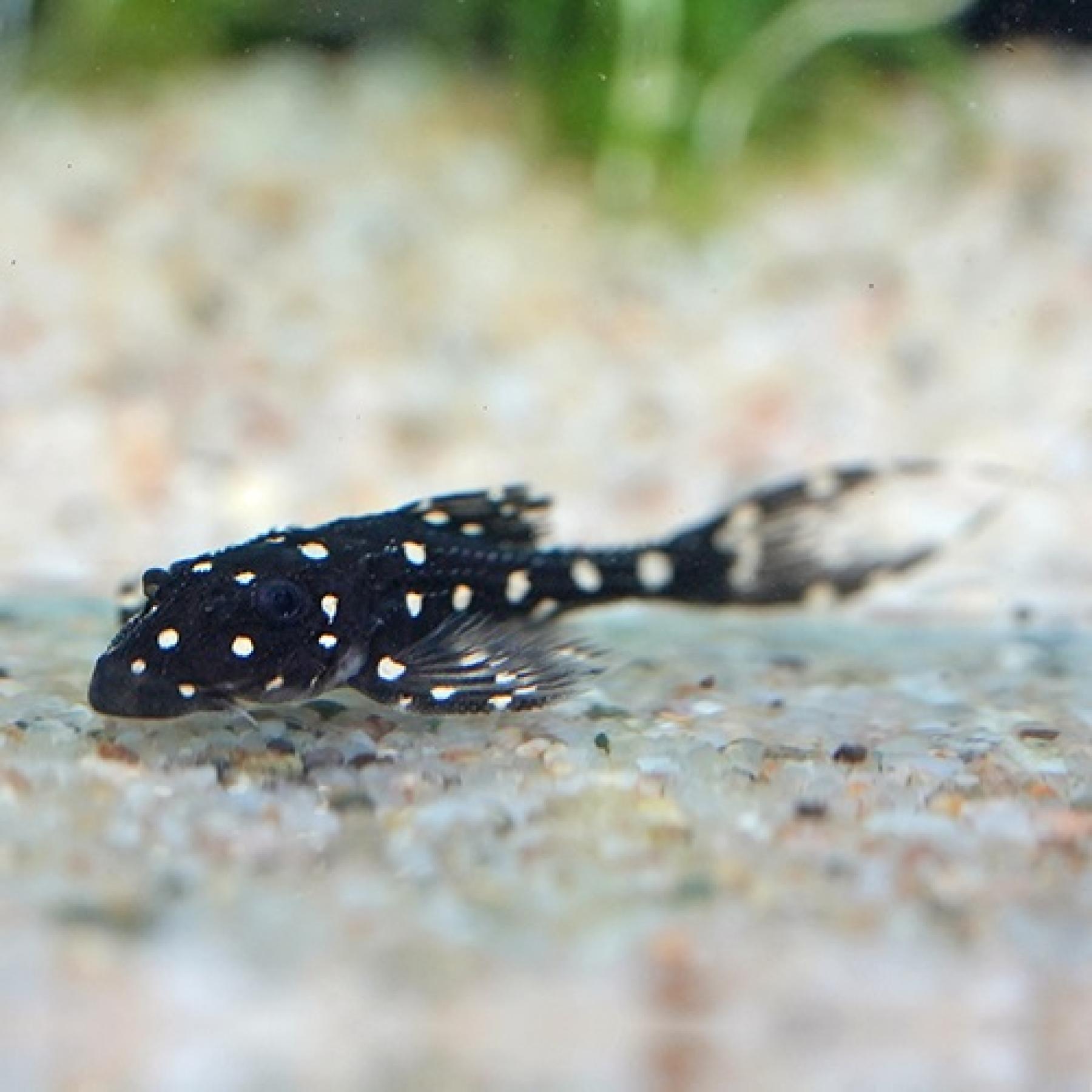 アグアプレコ（ペルー）