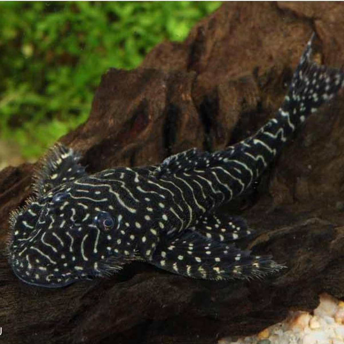 クイーンスパングルプレコ（コロンビア）（SM）