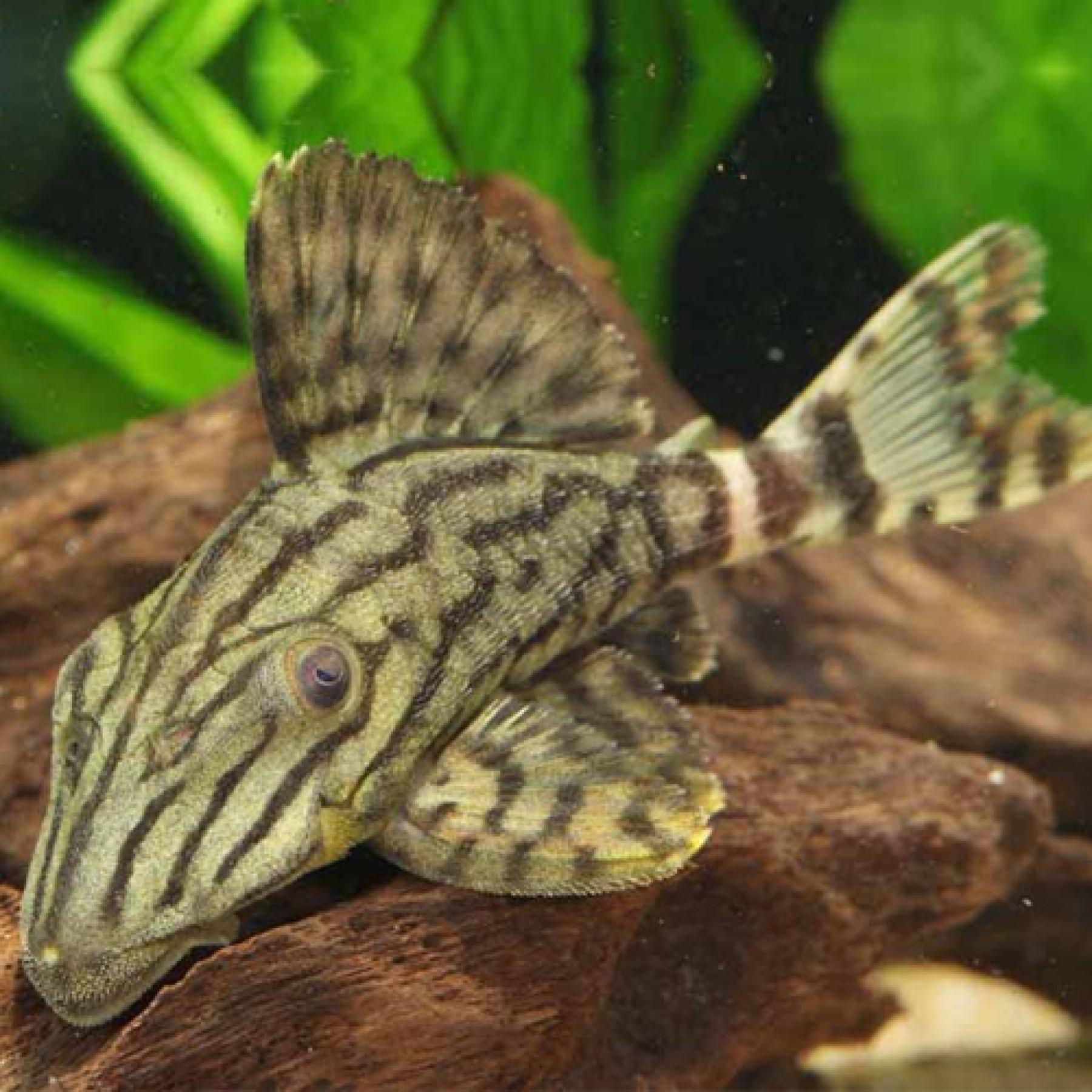 グリーンロイヤルプレコ（コロンビア）（ＸＬ）