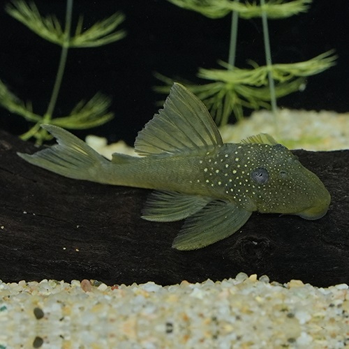 ゴールデンブルーフィンペコルティア(コロンビア)（ＳＭ）