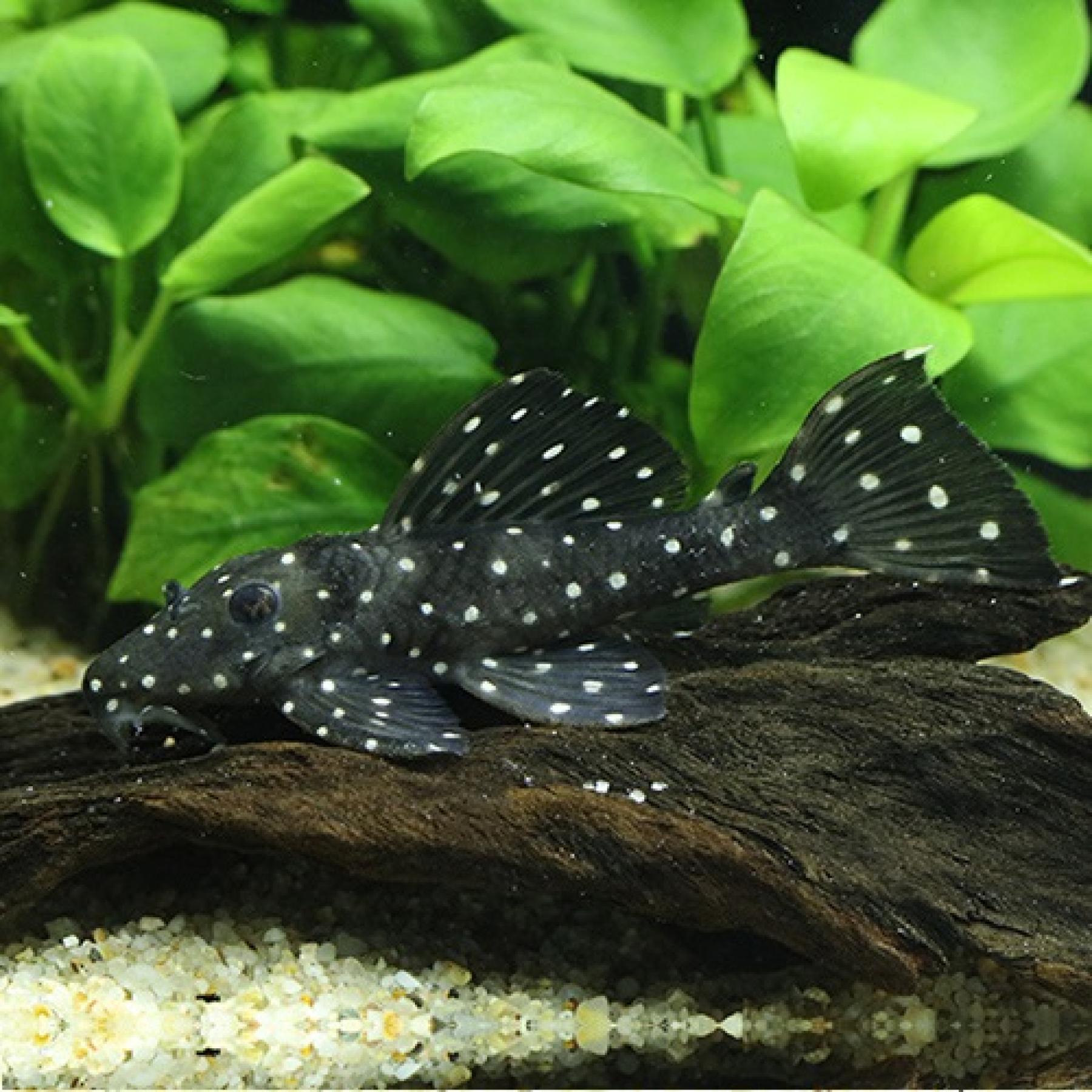 スーパーブラックドラゴンスタークラウンプレコ（ブリード）