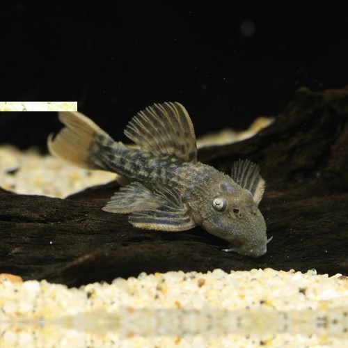 スカーレットトリムプレコ（ブリード）上物