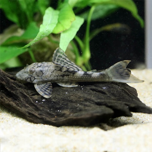 スネークスキンプレコ（アラグアイア）