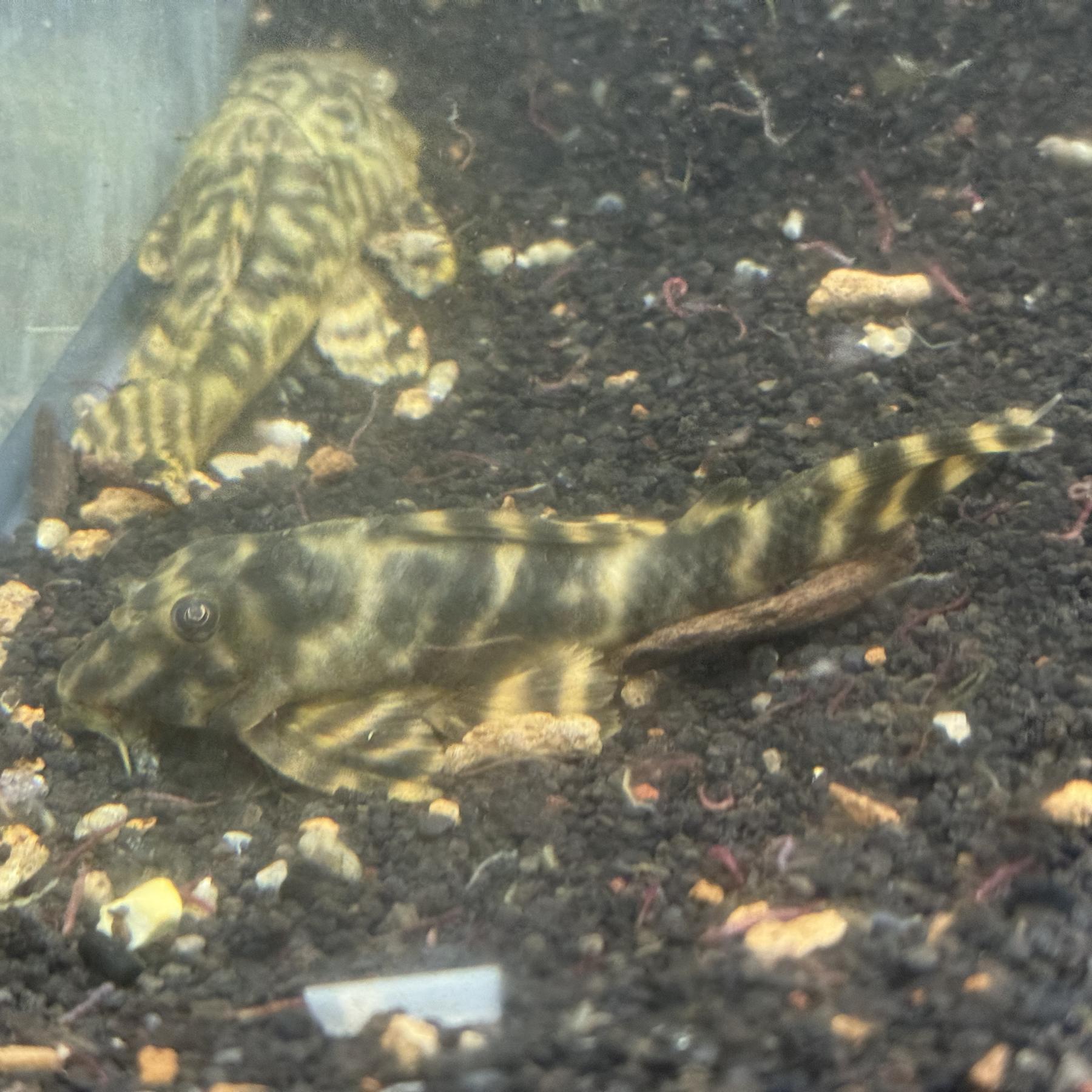 マルガタイガーペコルティア（ヤムンダ）