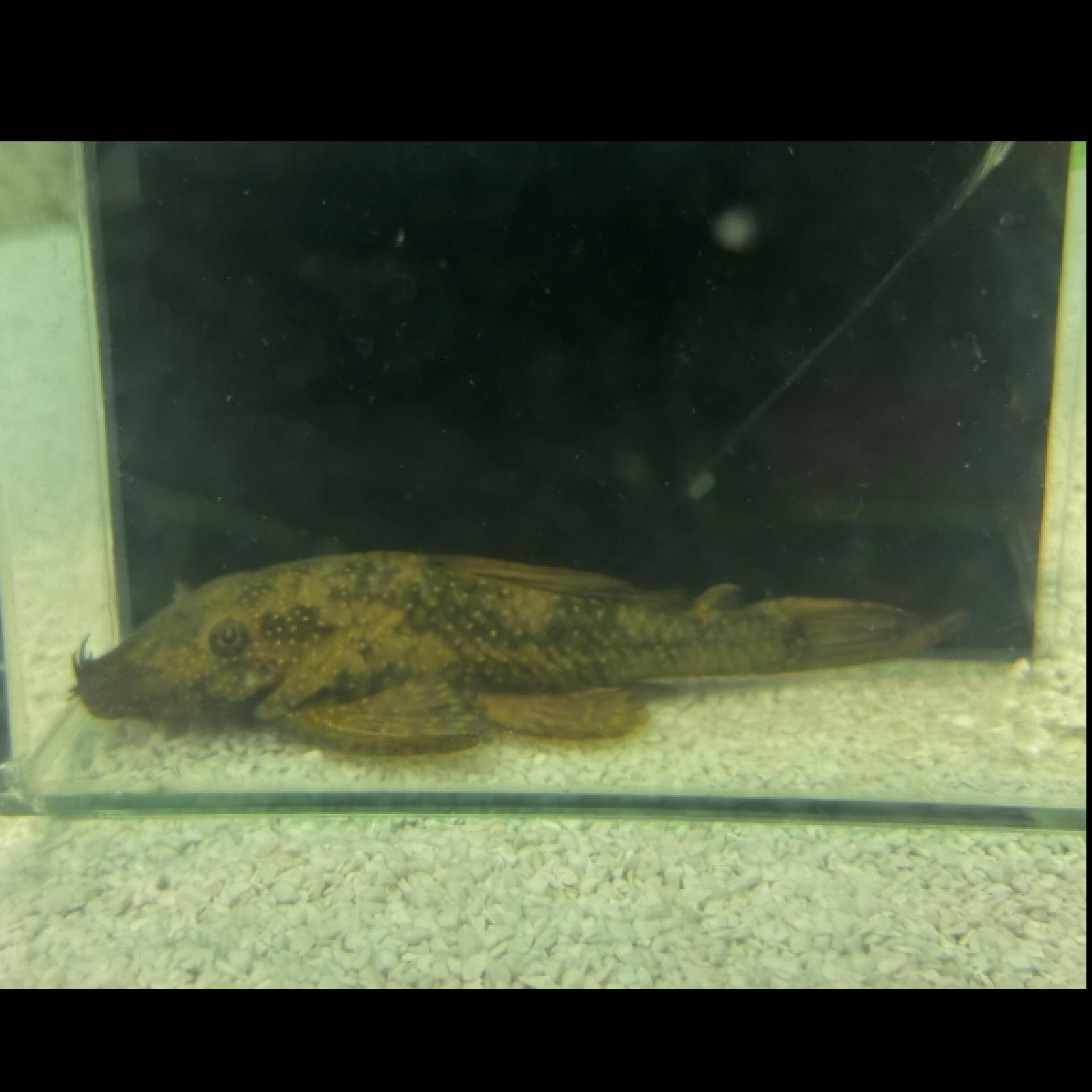 ジャイアントブッシープレコ（ペルー）