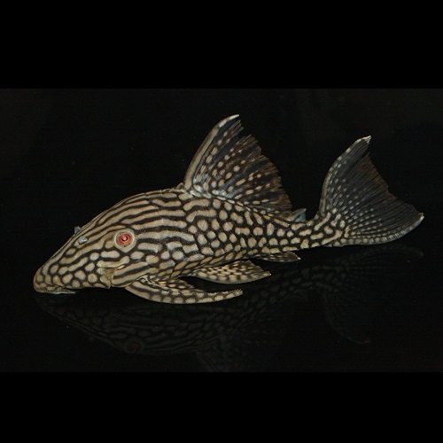 ハーフスポットロイヤルプレコ（MＬ）