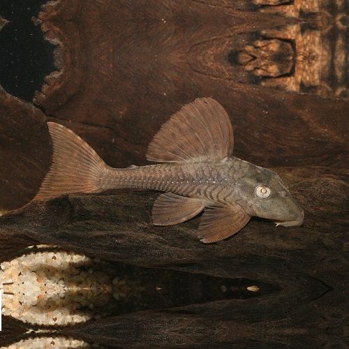 ブルーアイアカプレコ（タパジョス）