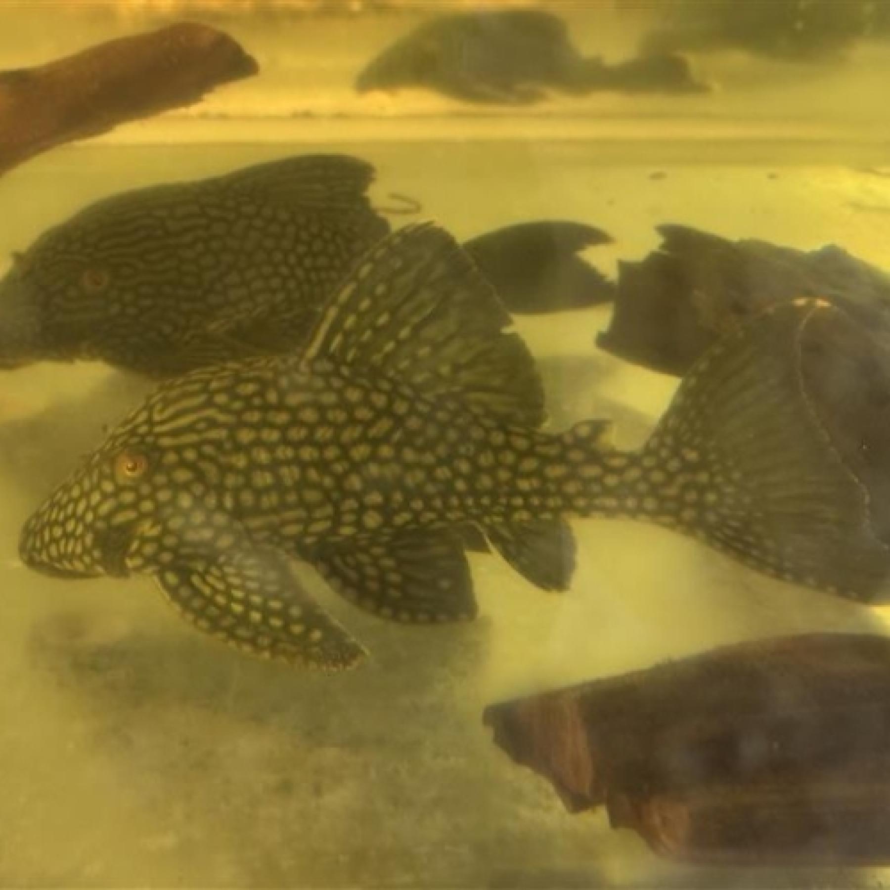 フルスポットロイヤルプレコ（コロンビア）（ＭＬ）