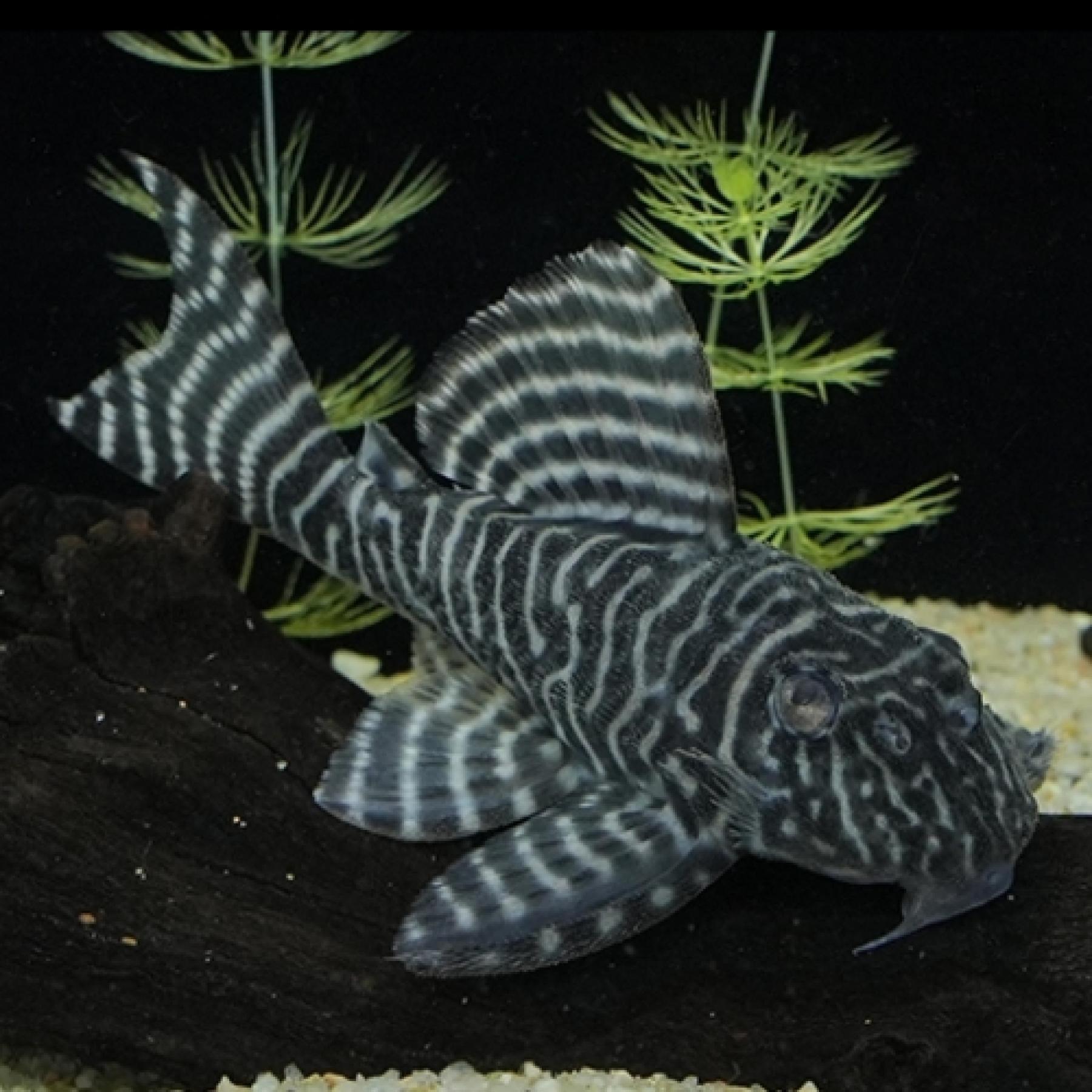 キングロイヤルペコルティア（Ｌ333）