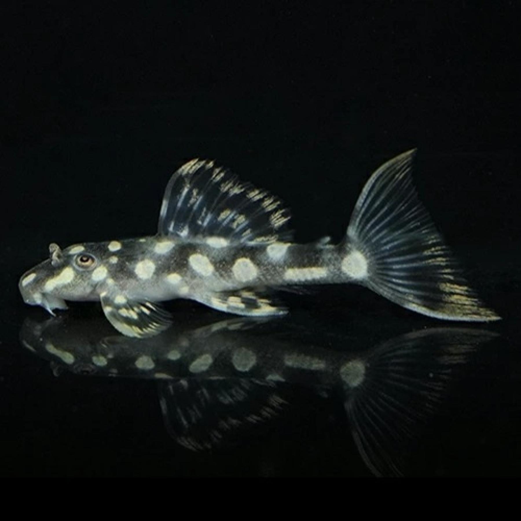 オパールドットマグナム　プレコ　水槽　熱帯魚　アクアリウム　古代魚　淡水魚 オパールドットマグナム プレコ 水槽 熱帯魚 アクアリウム 古代魚 淡水魚