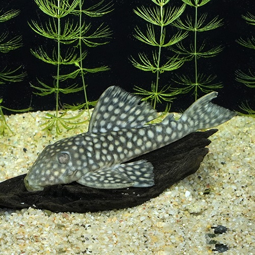 ラージスポットロイヤルスポットグローボプレコ（ＭＬ）