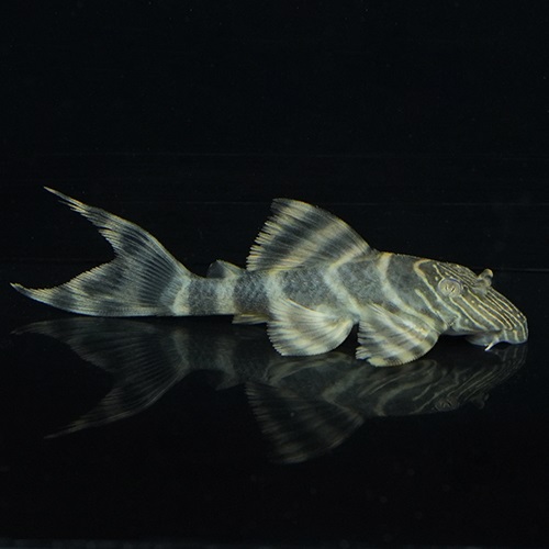 ラビリンスレッドタイガープレコ（ブリード）