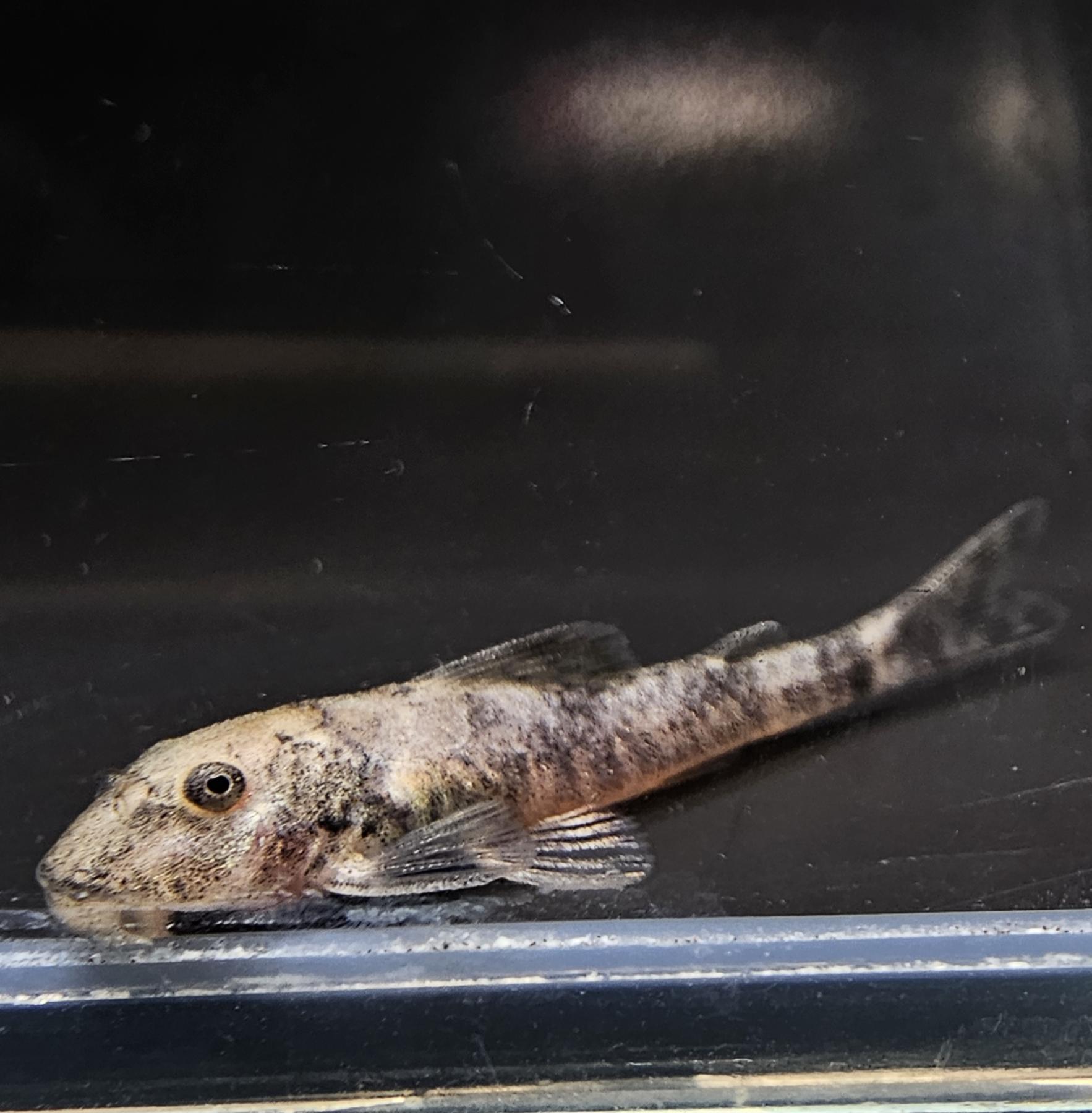 ピットブルプレコ（ブリード）