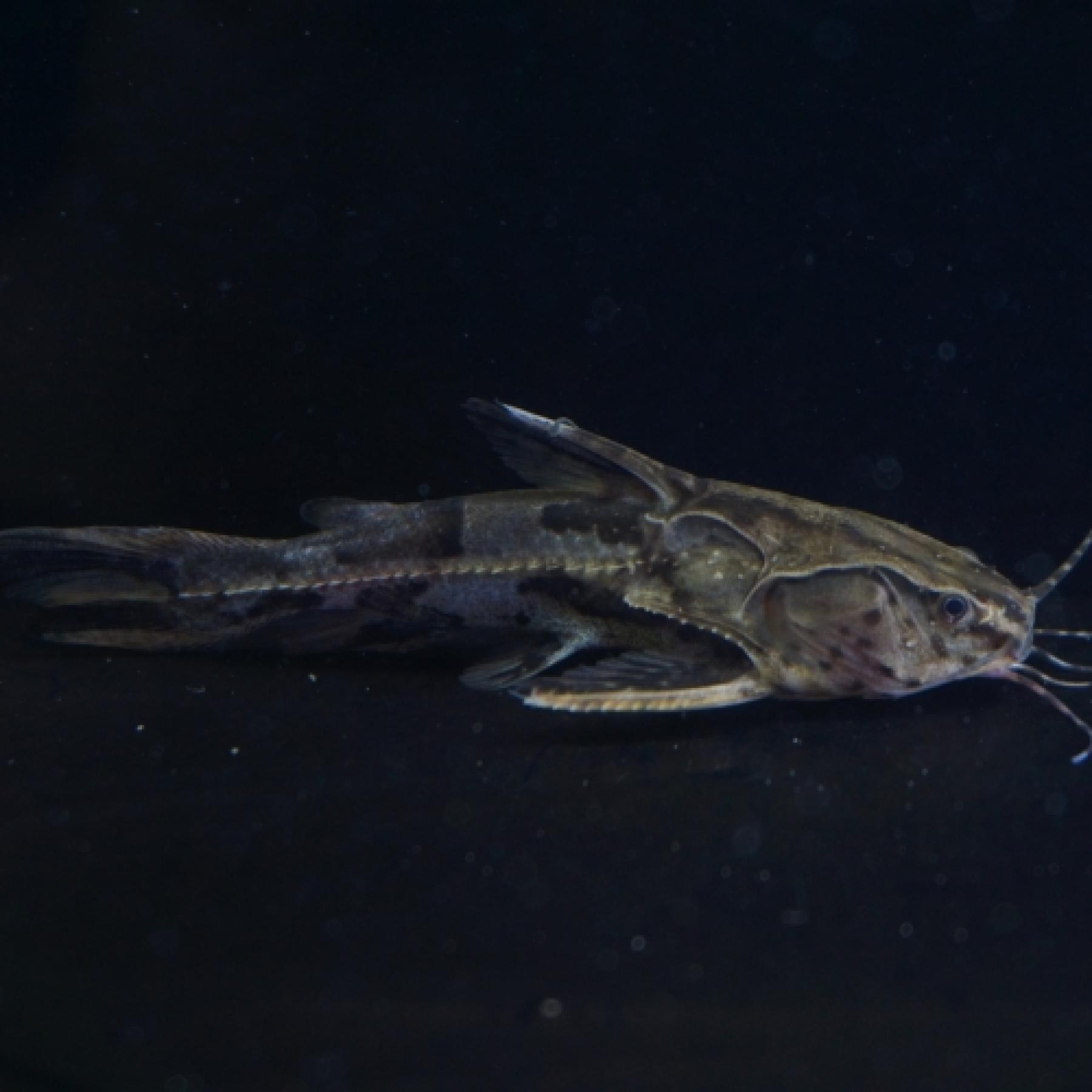 アナドラス・グリプス（ペルー）