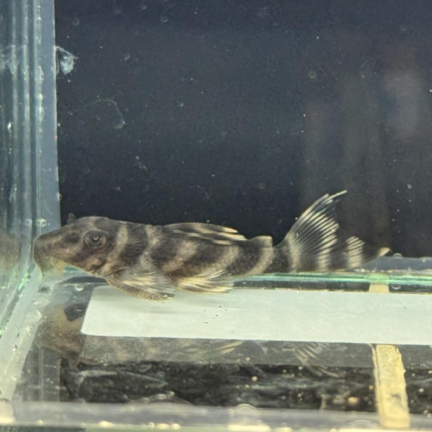 ダークエビルペコルティア・ヤムンダ（Ｌ475）（ブリード）