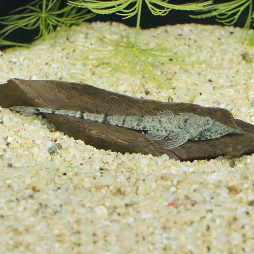 ピノキオロリカリア（ペルー）