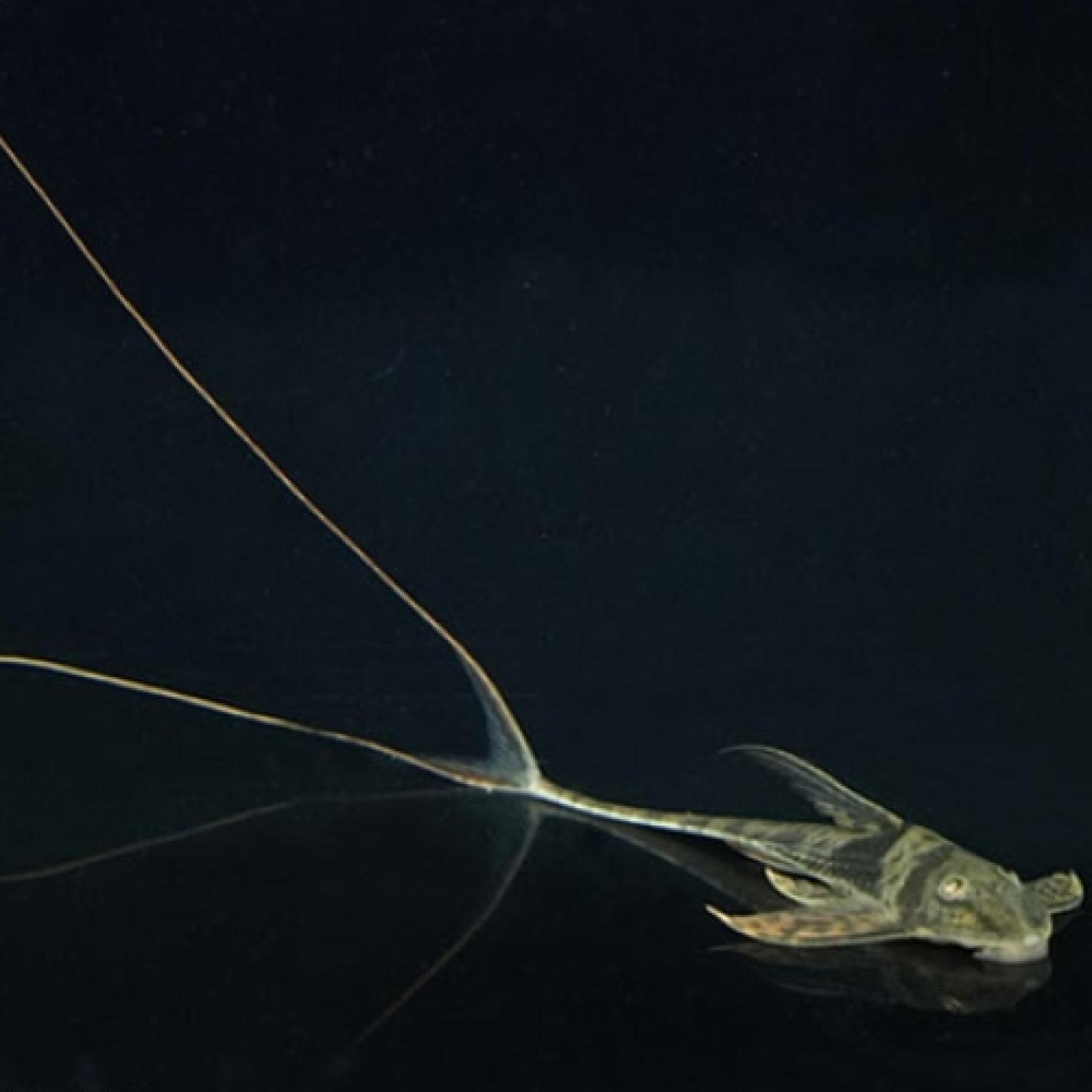 ラモンティクティス・ルラネロ（コロンビア）