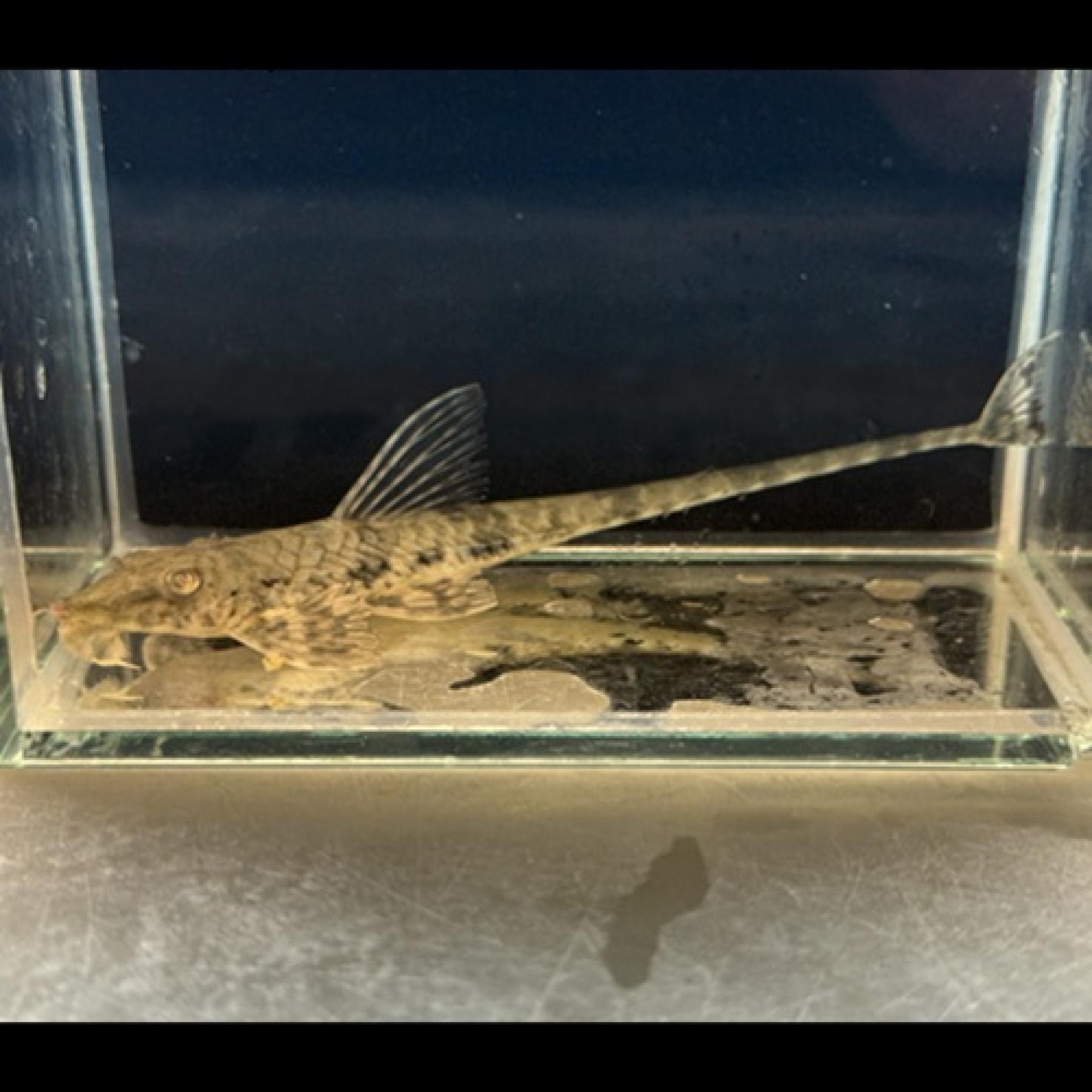 ロリカリアＳＰ（リオ　カショーホ）