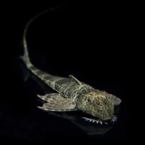 スパトゥロリカリアｓｐカクエタ