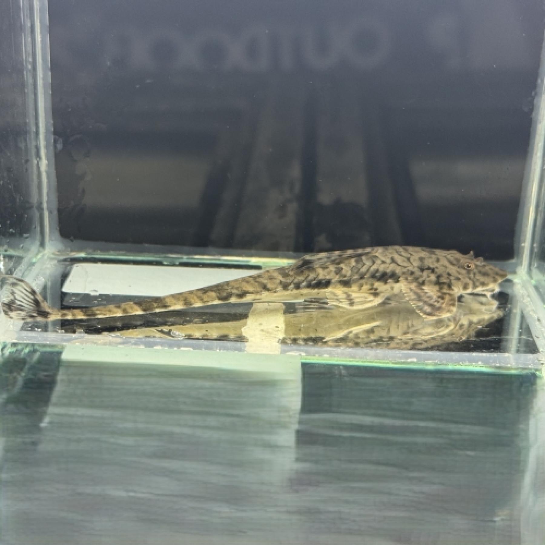 ゴマシオロリカリア（ペルー）*Rineloricaria platyura