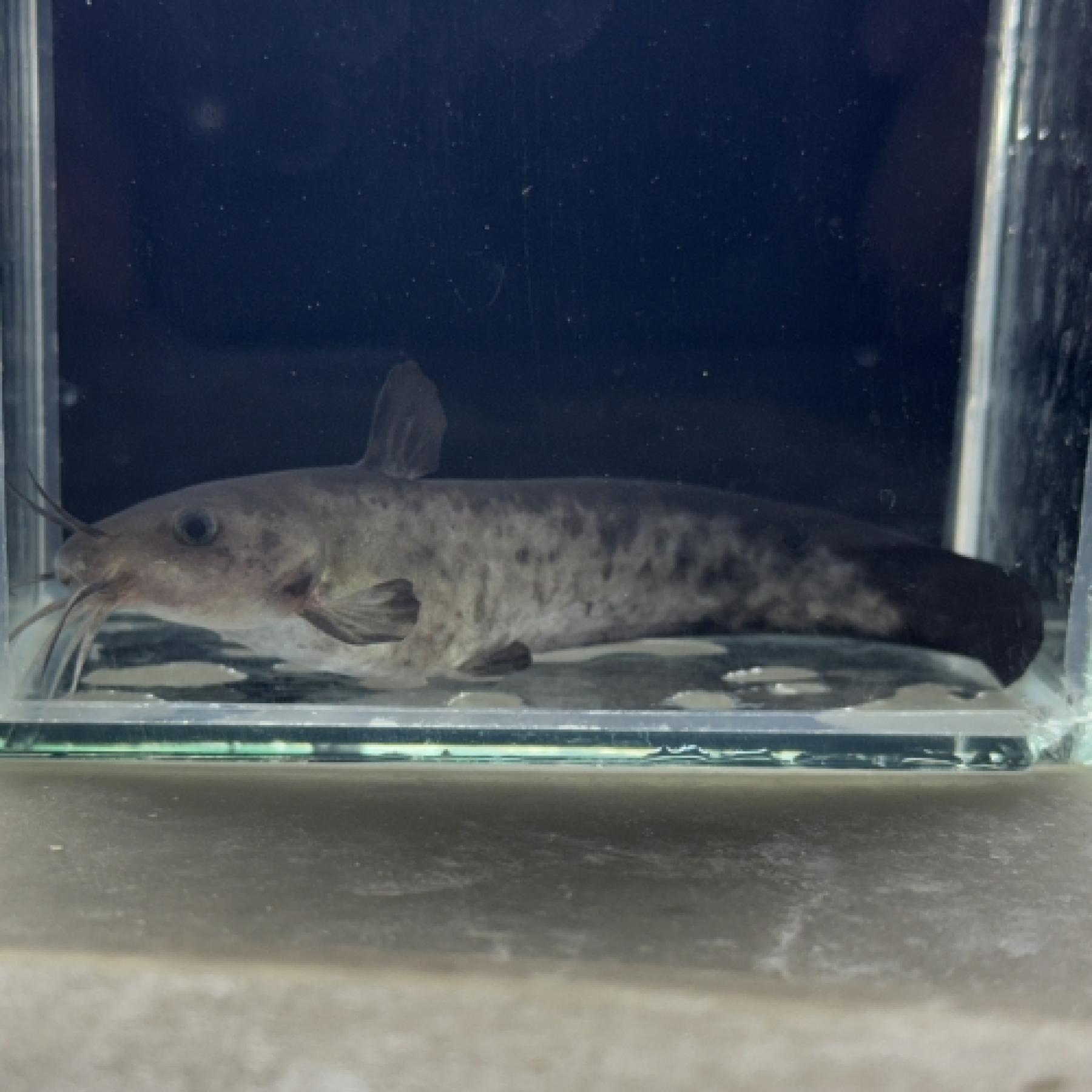 パンダタンダンキャット（パプア）