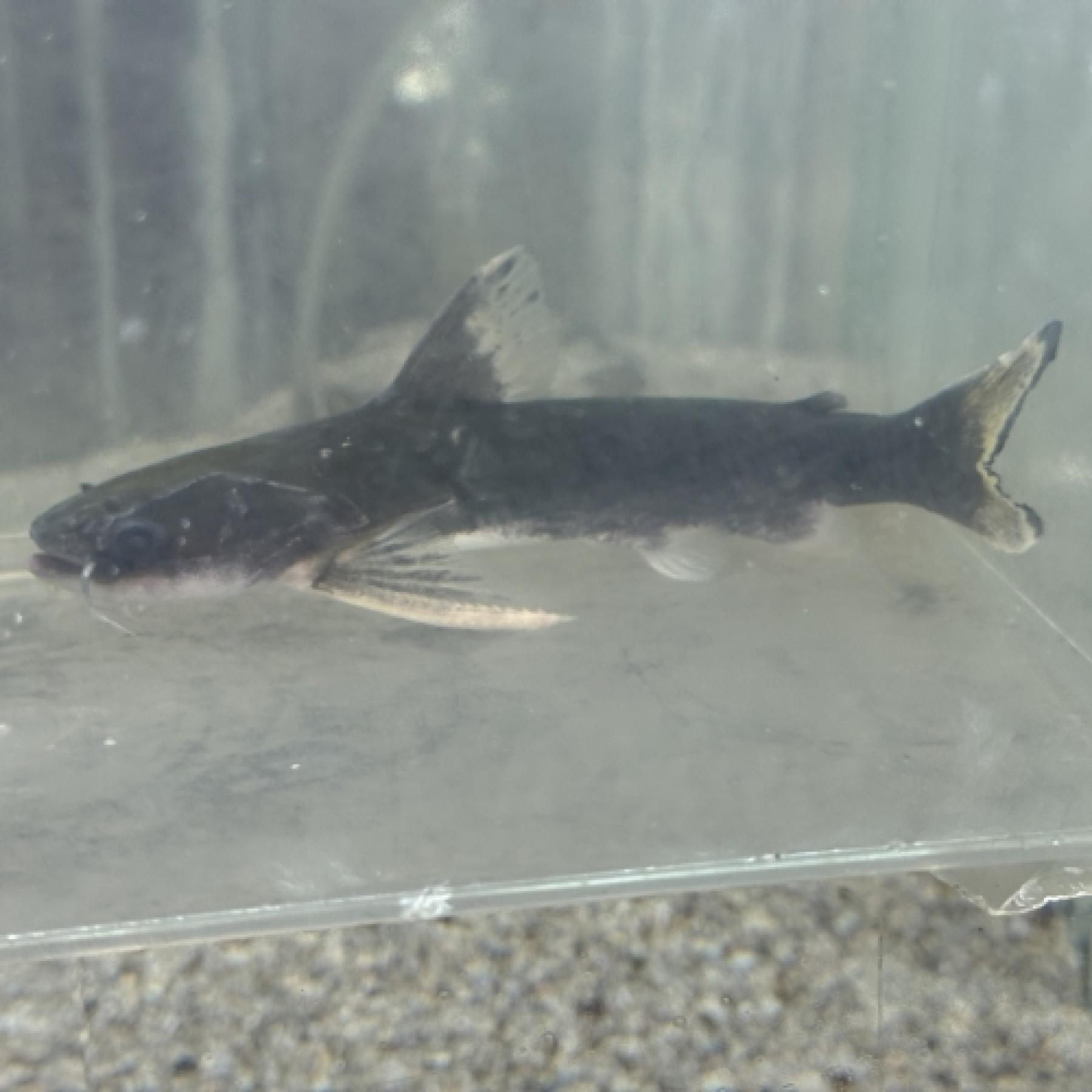 メガマウスキャット（シングー）