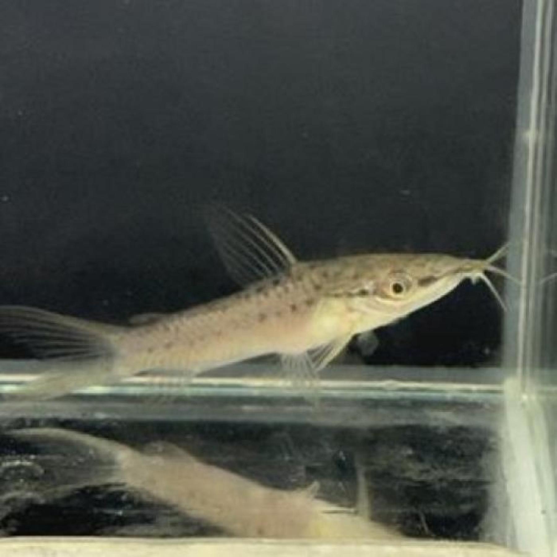 ポートホールキャット（コロンビア）