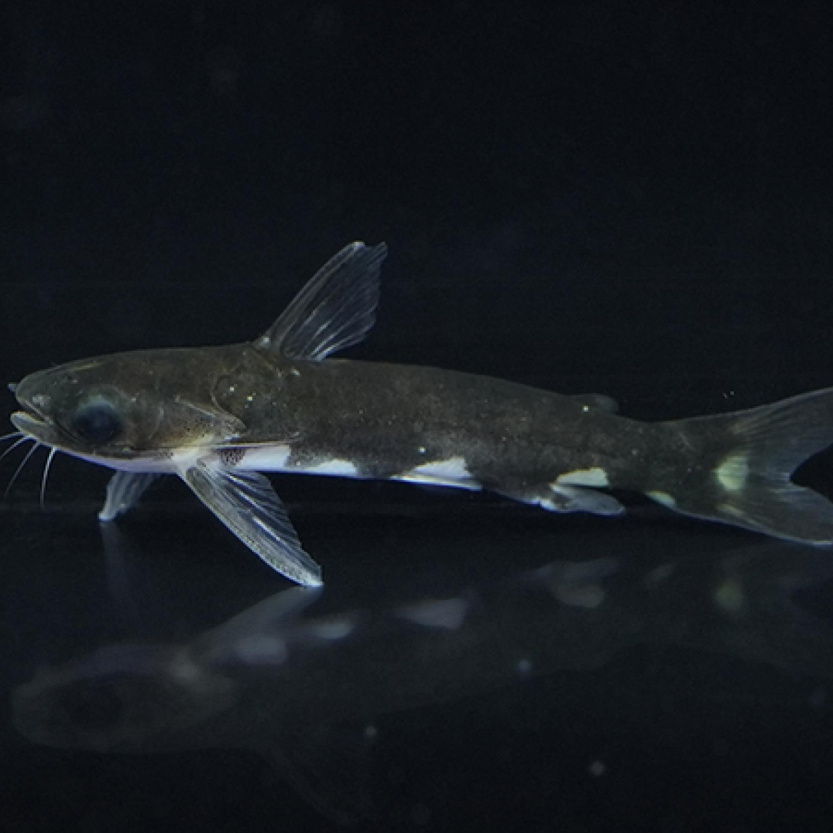 ブラックホルスタインタティア（コロンビア）