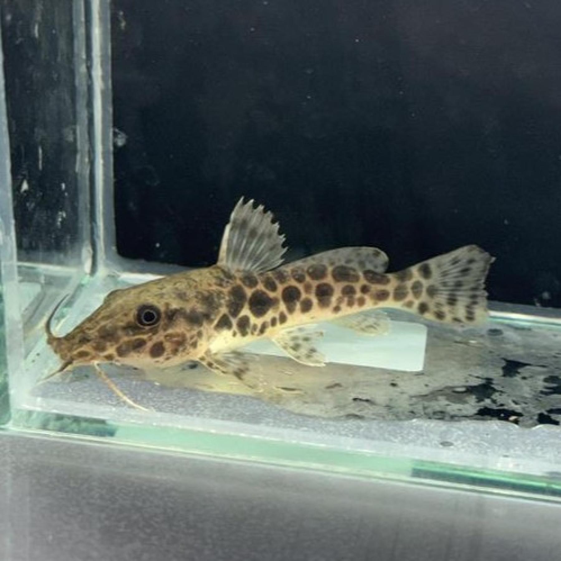 オーネイトキャット（コンゴ）