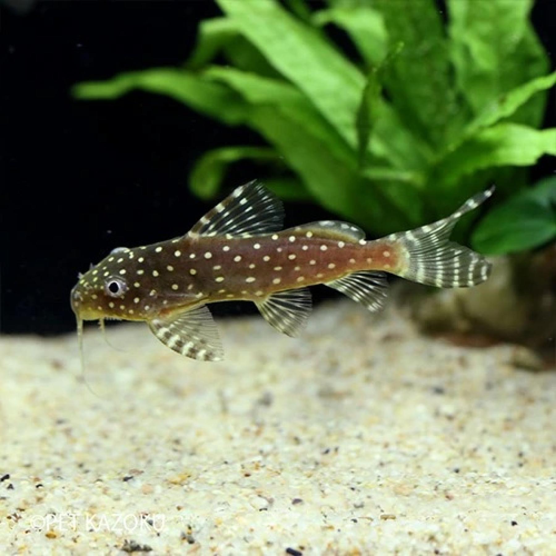 Ｓｙ，アンジェリカス（コンゴ）（Ｍ）