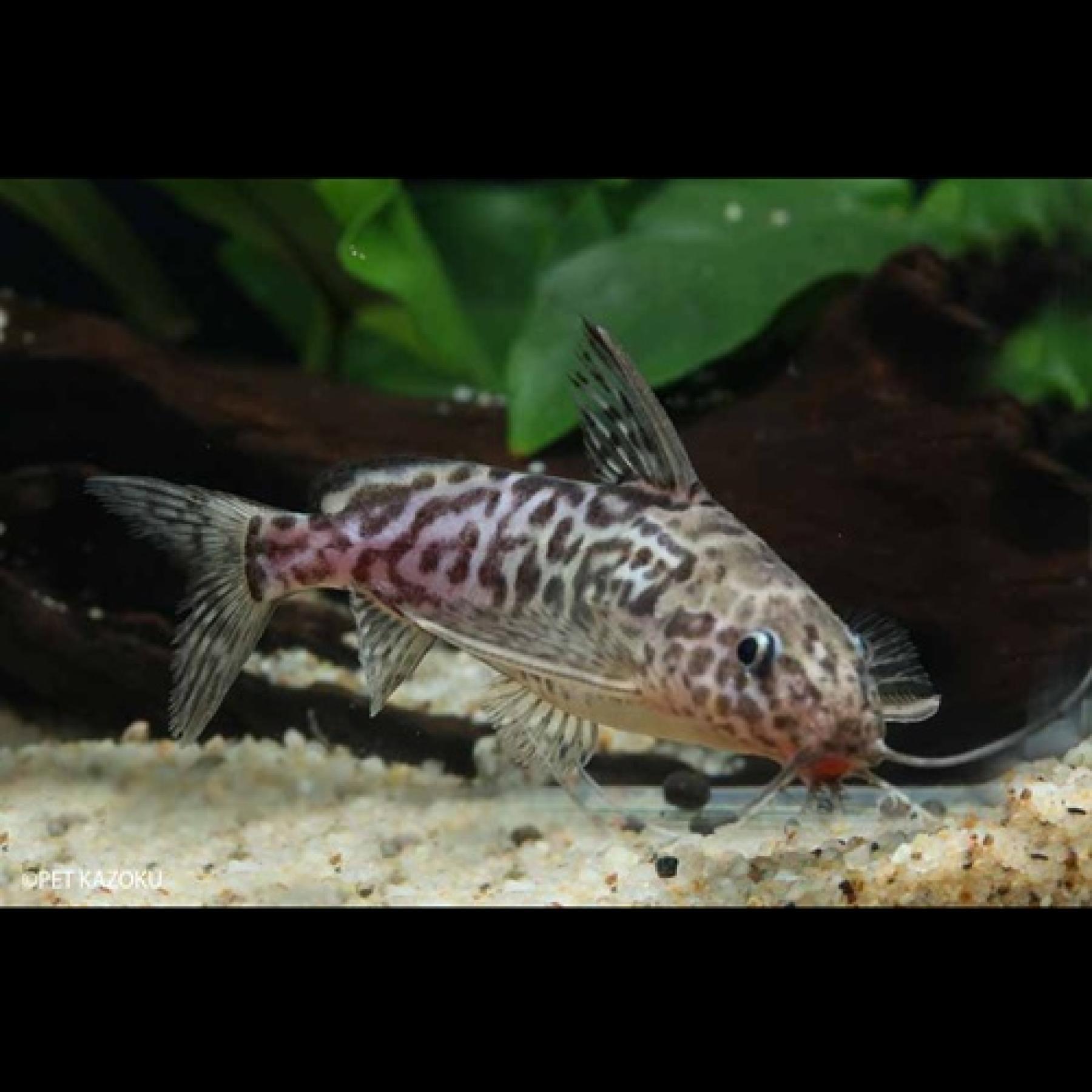 Ｓｙ，ショウテデニー（コンゴ）