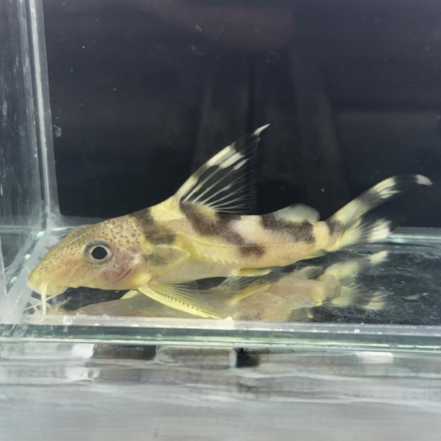 Ｓｙ，デコルス（コンゴ）