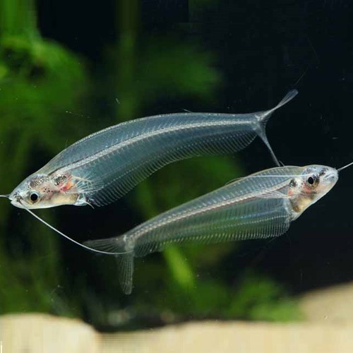 トランスルーセントグラスキャット