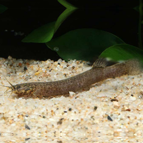 クーリーキャット（ペルー）