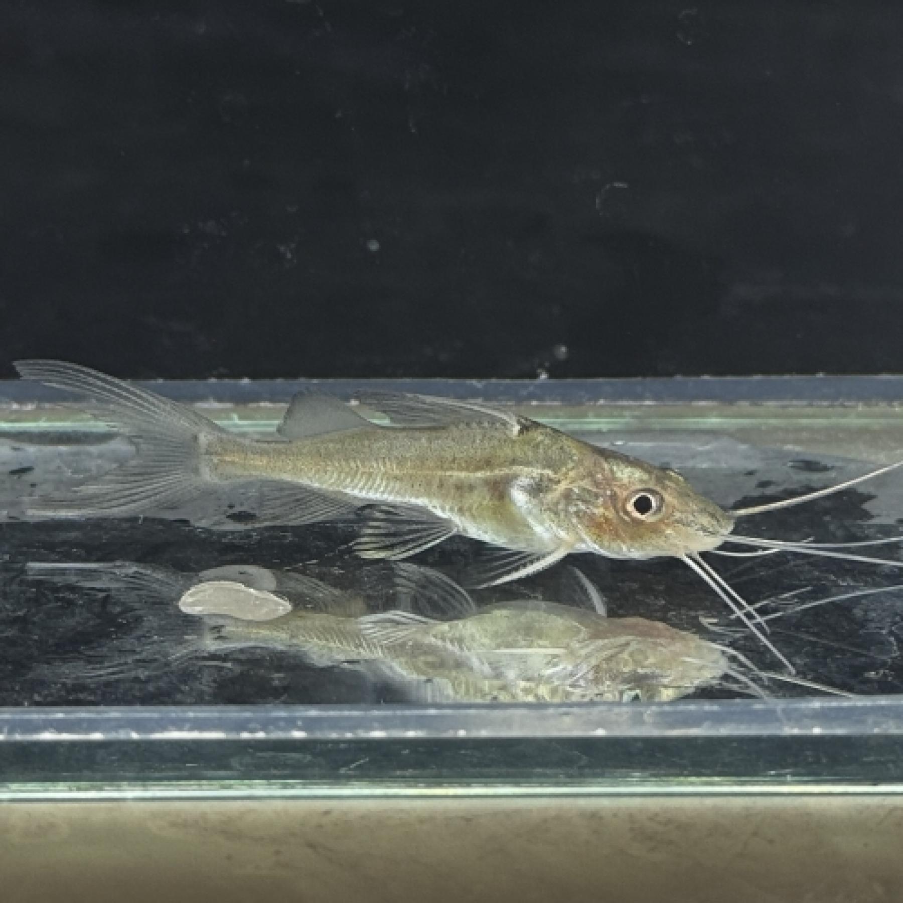 ピメロディアｓｐグリーンライン（ペルー）