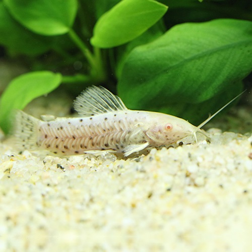 アルビノブロッチホプロステルヌム（ブリード）