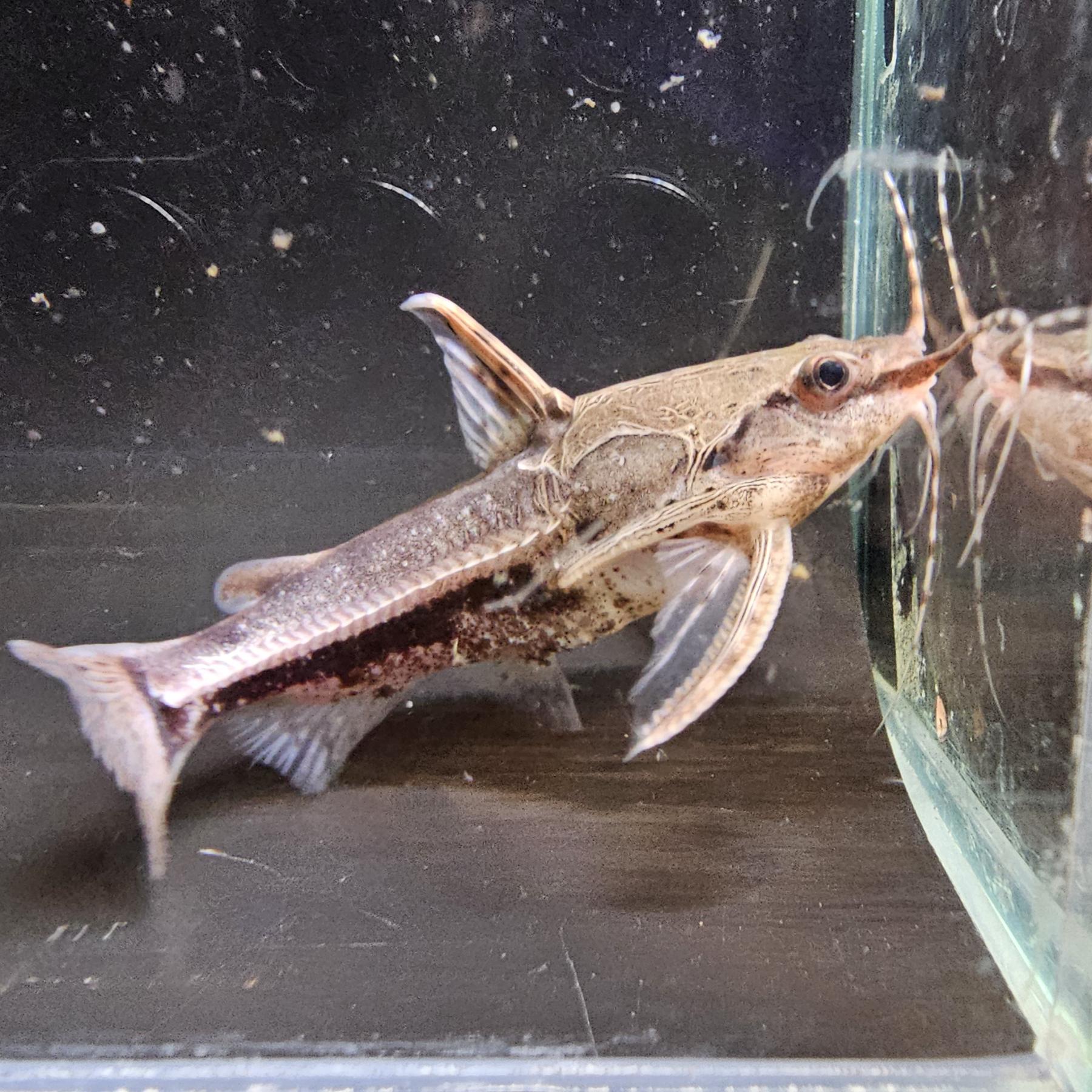 ハンコッキーアンブリドラス（ペルー）