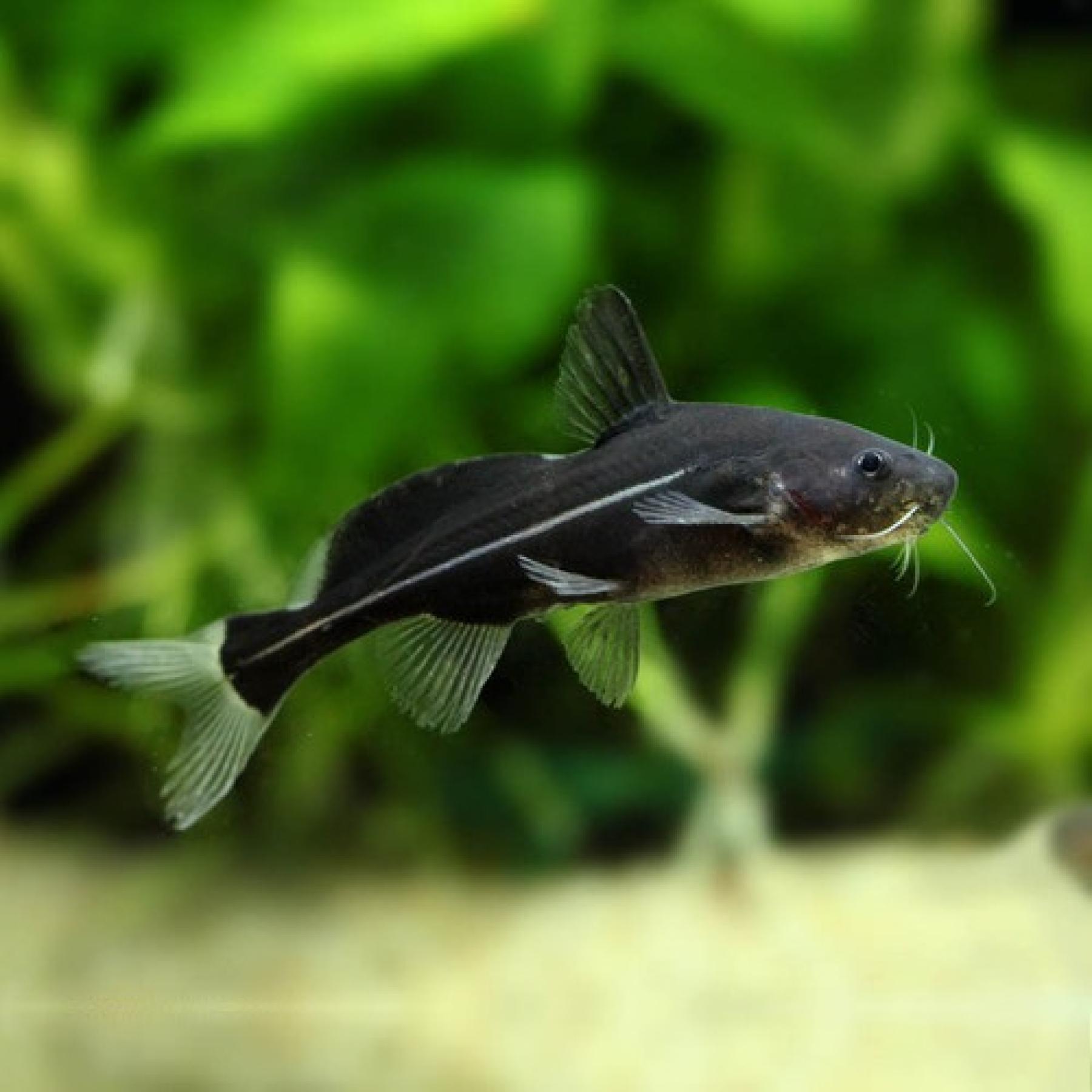 ブラックランサー（ＳＭ）