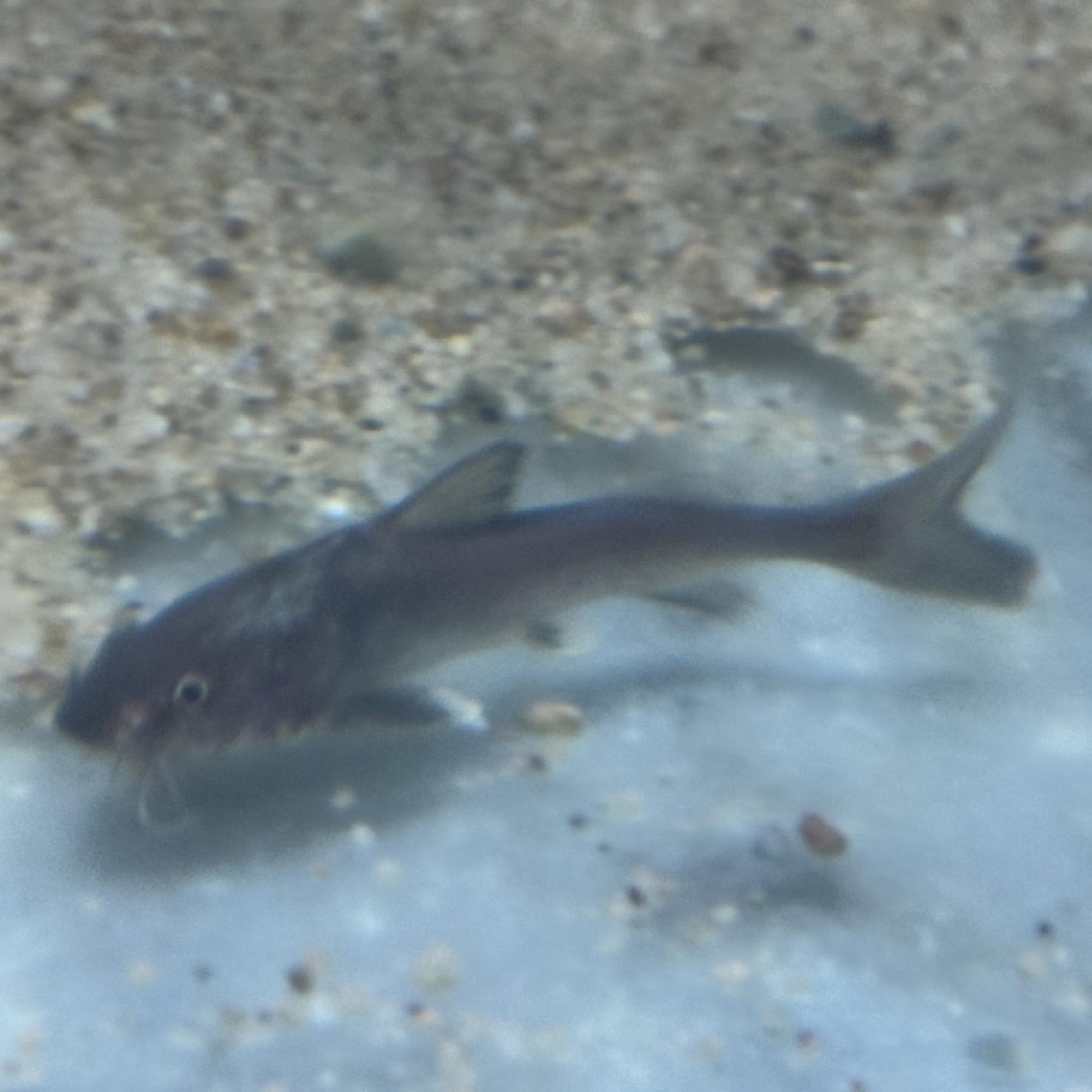 へミアリウス　ストーミー