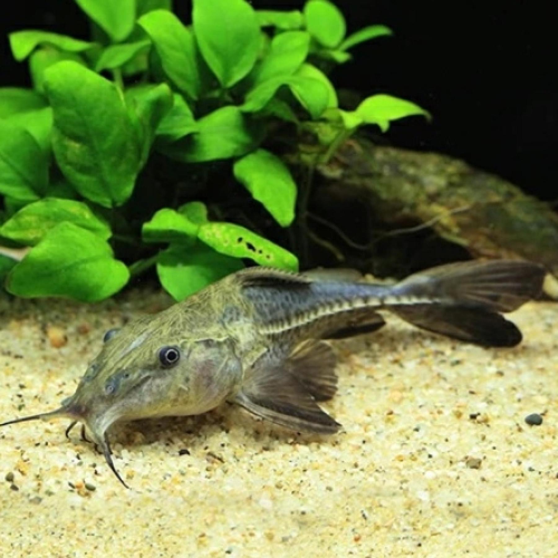 オキシドラス（ペルー）（ＭＬ）