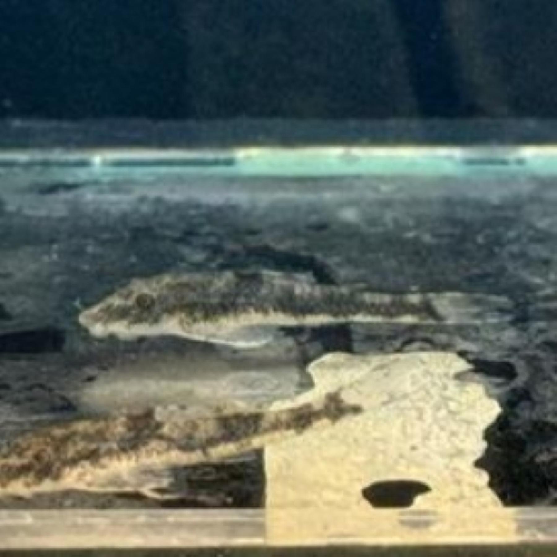 ブラックサンダーオトシン（リオ　カショーホ）