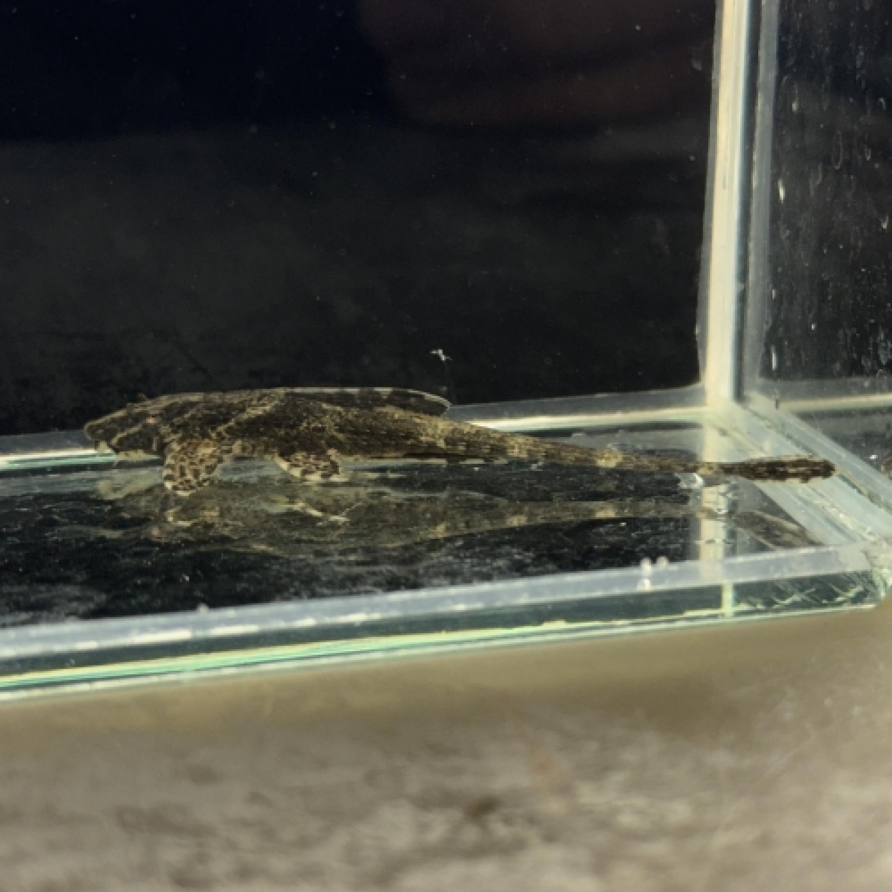 リネロリカリアＳＰローライマ