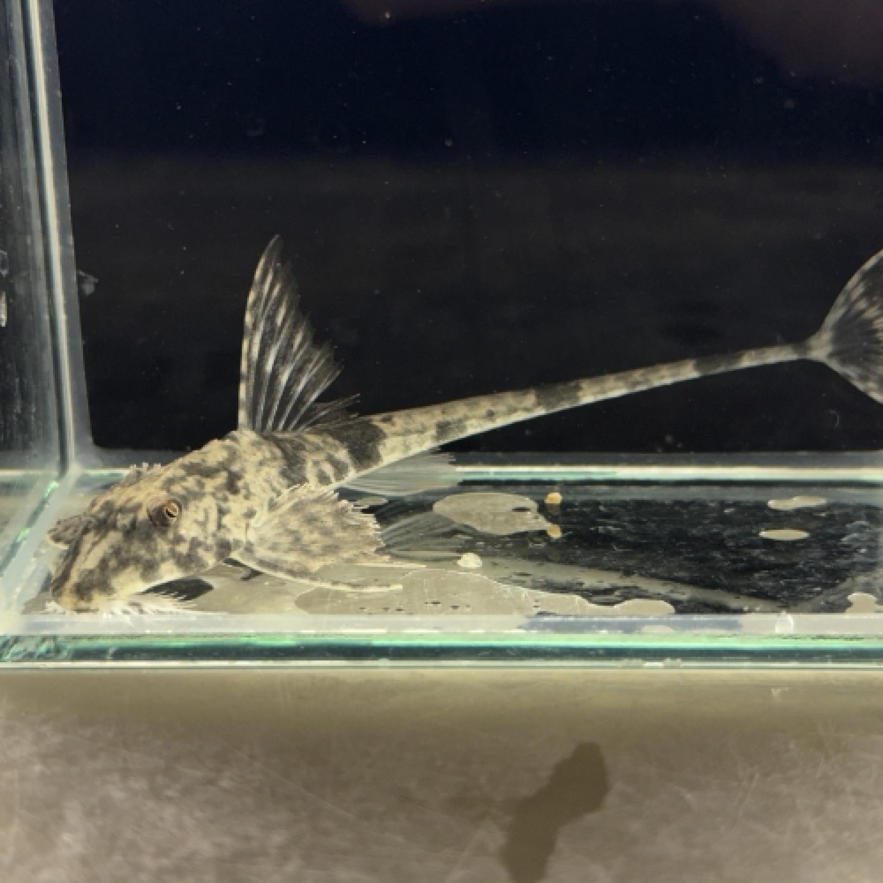 トライアングルロリカリア（リオ　カショーホ）