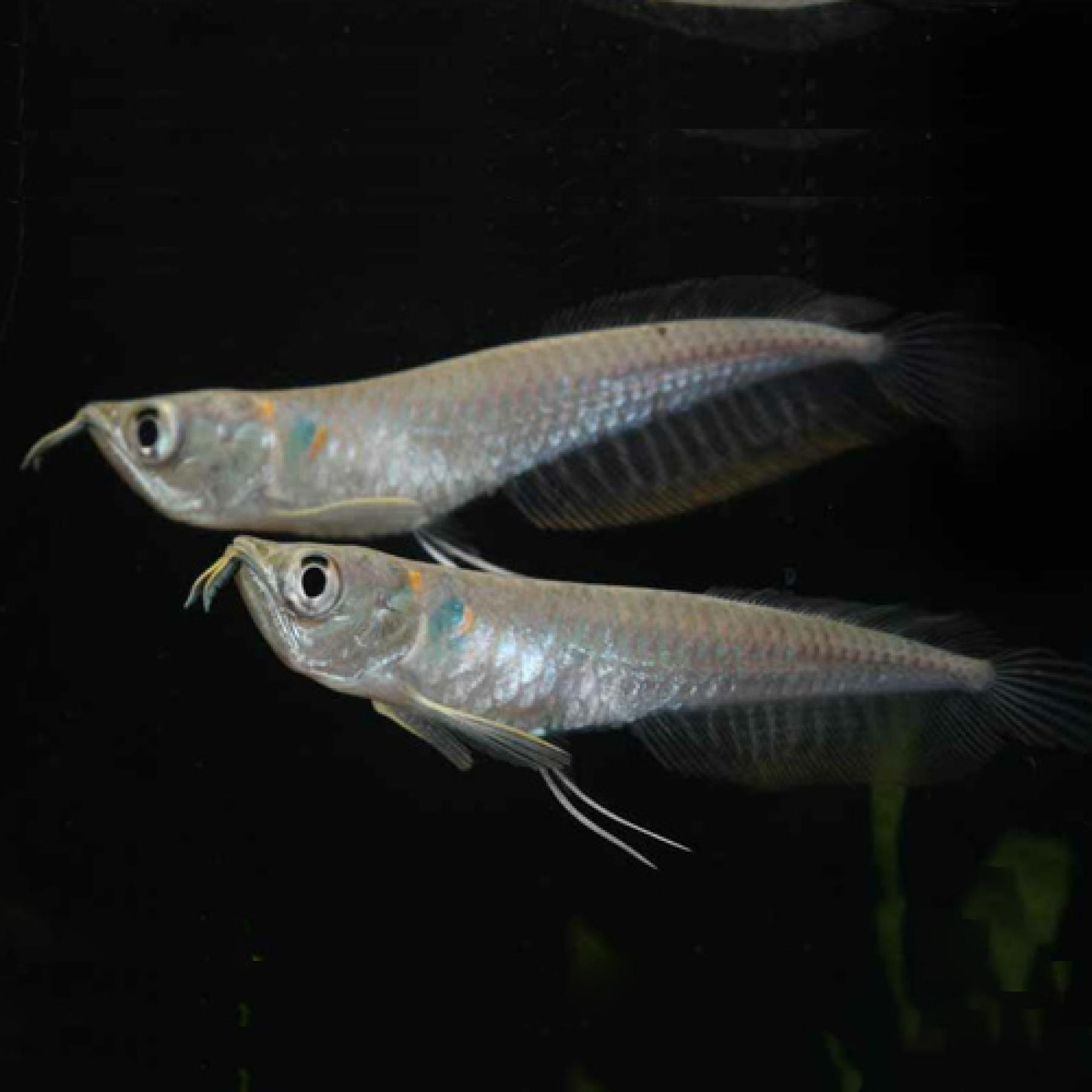 シルバーアロワナ 中野愛魚園 シルバーアロワナ