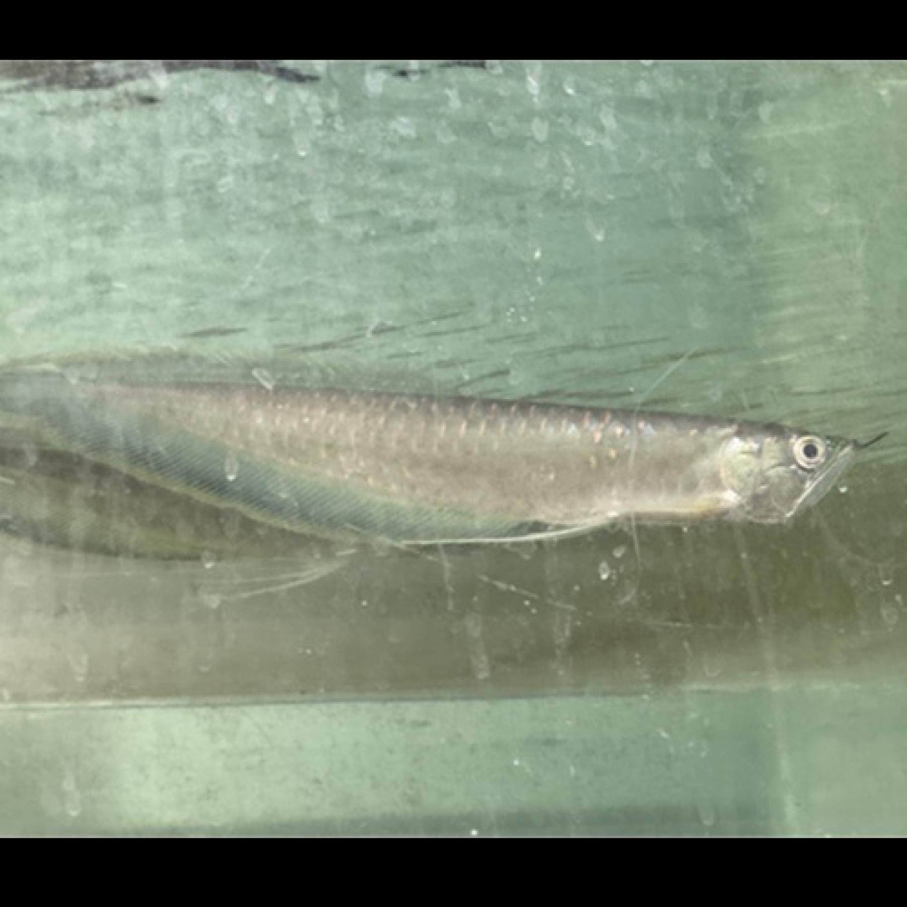 ワイルドブラックアロワナ（コロンビア）（Ｌ）