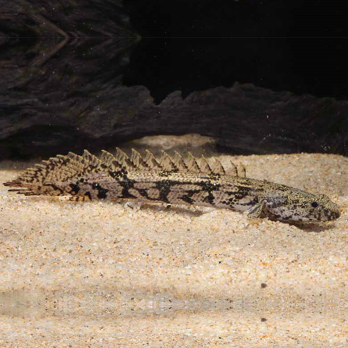 Ｐｏ エンドリケリー(ブリード）（ＳＭ）