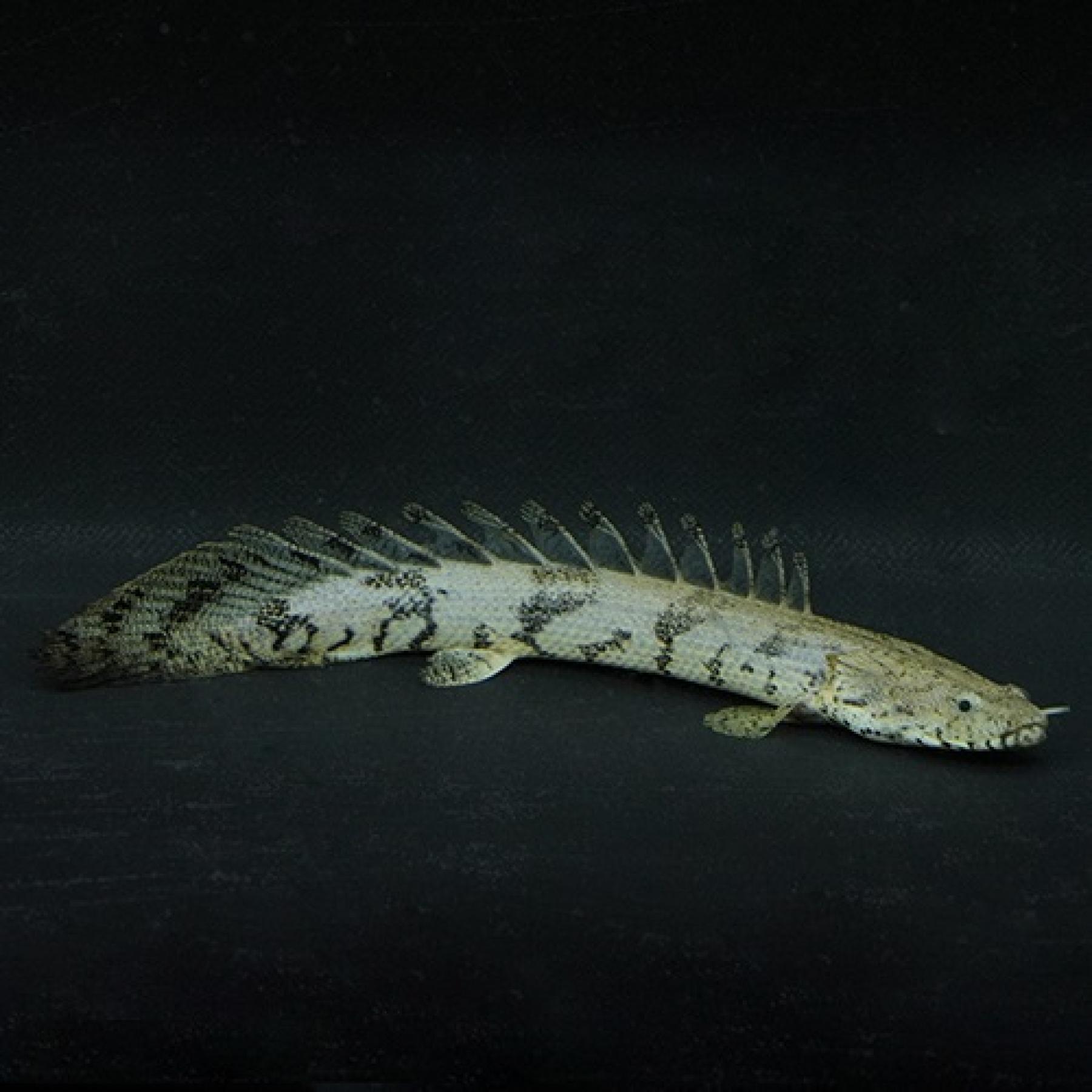 Ｐｏ，エンドリケリー(ブリード）（Ｌ）