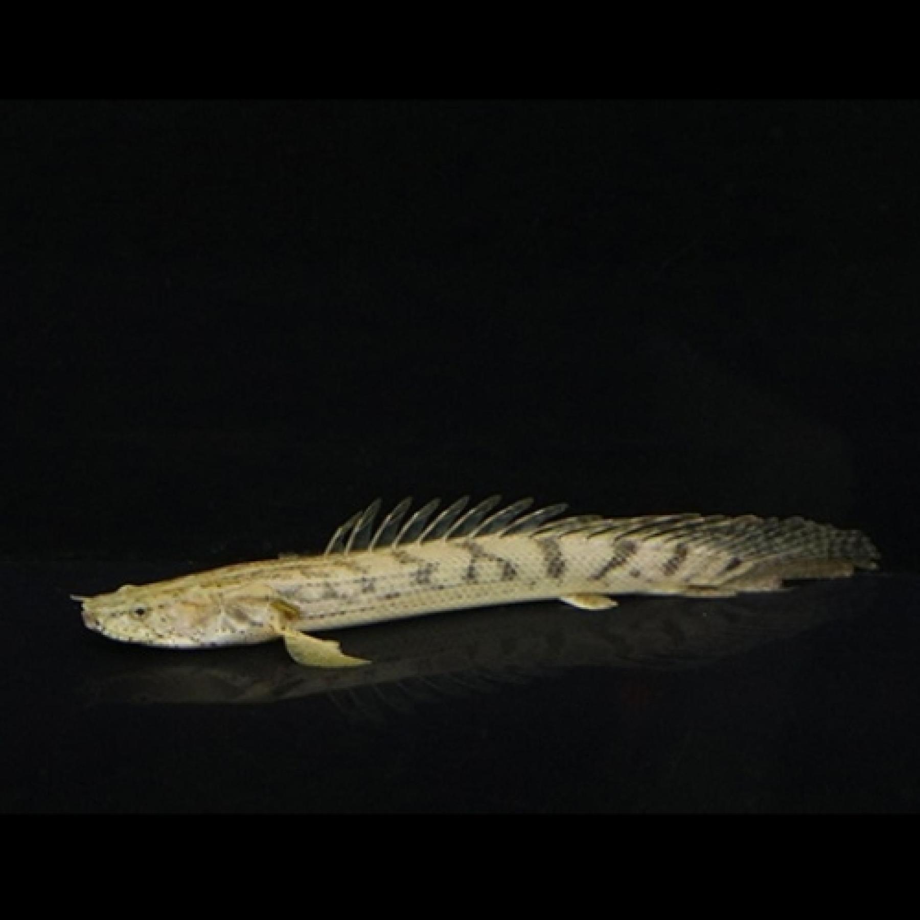 Ｐｏ，エンドリケリー・コンギクス（コンゴ）（Ｍ）