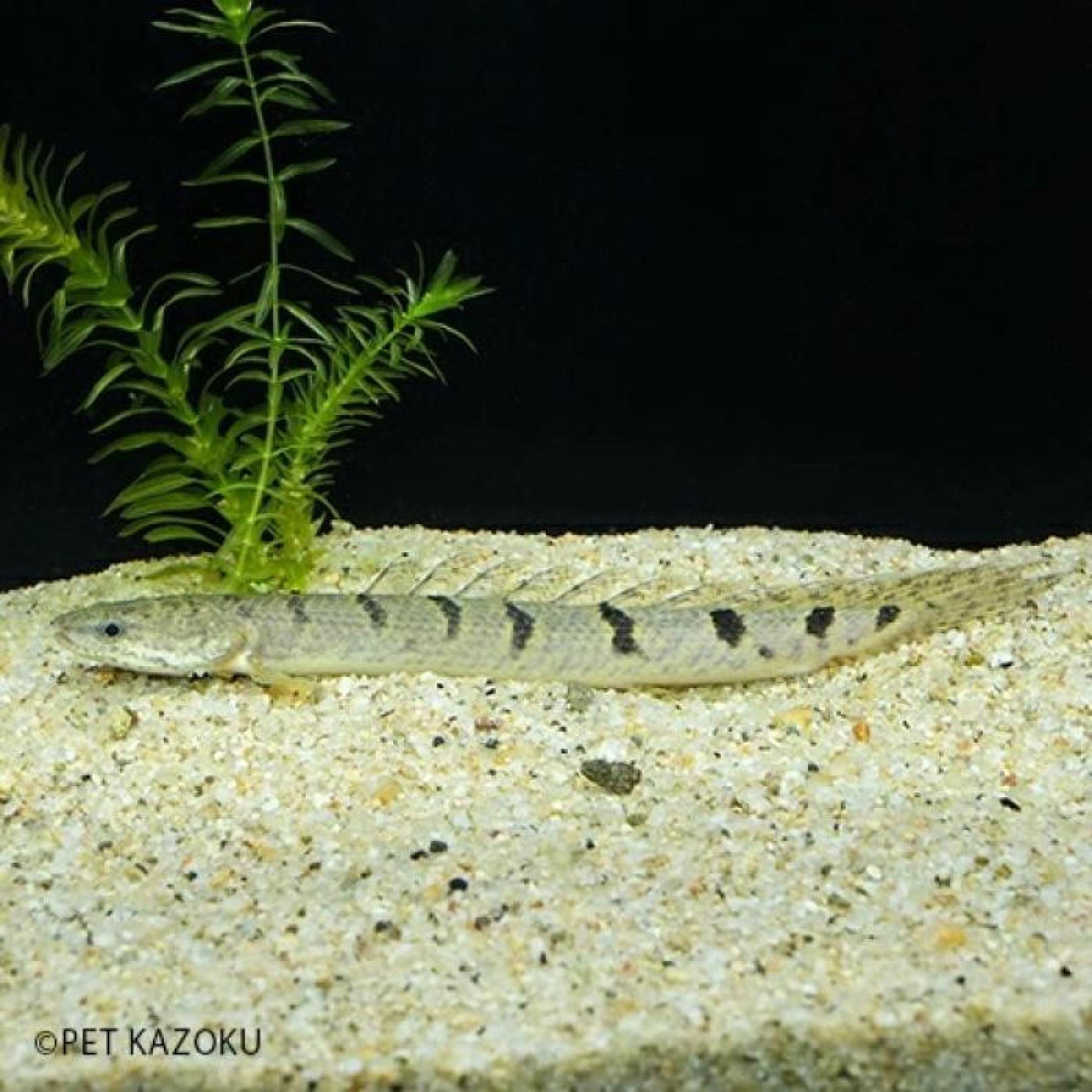 Ｐｏ，デルヘッジー（コンゴ）（Ｍ）